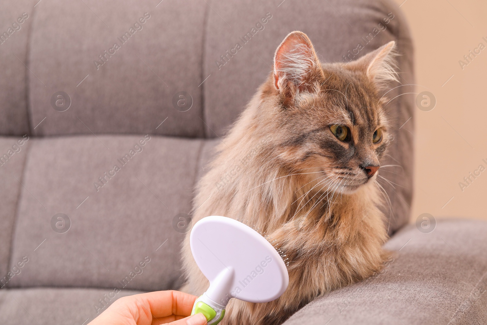 Photo of Woman brushing her cat on sofa indoors, closeup. Space for text