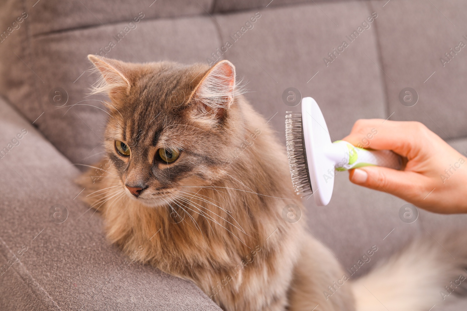 Photo of Woman brushing her cat on sofa indoors, closeup