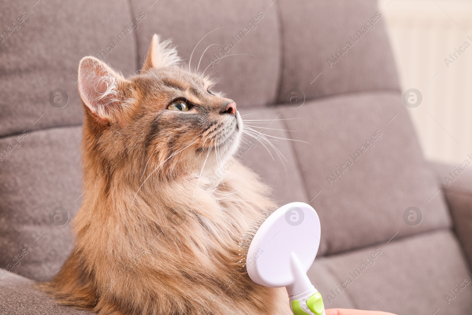 Photo of Woman brushing her cat on sofa indoors, closeup