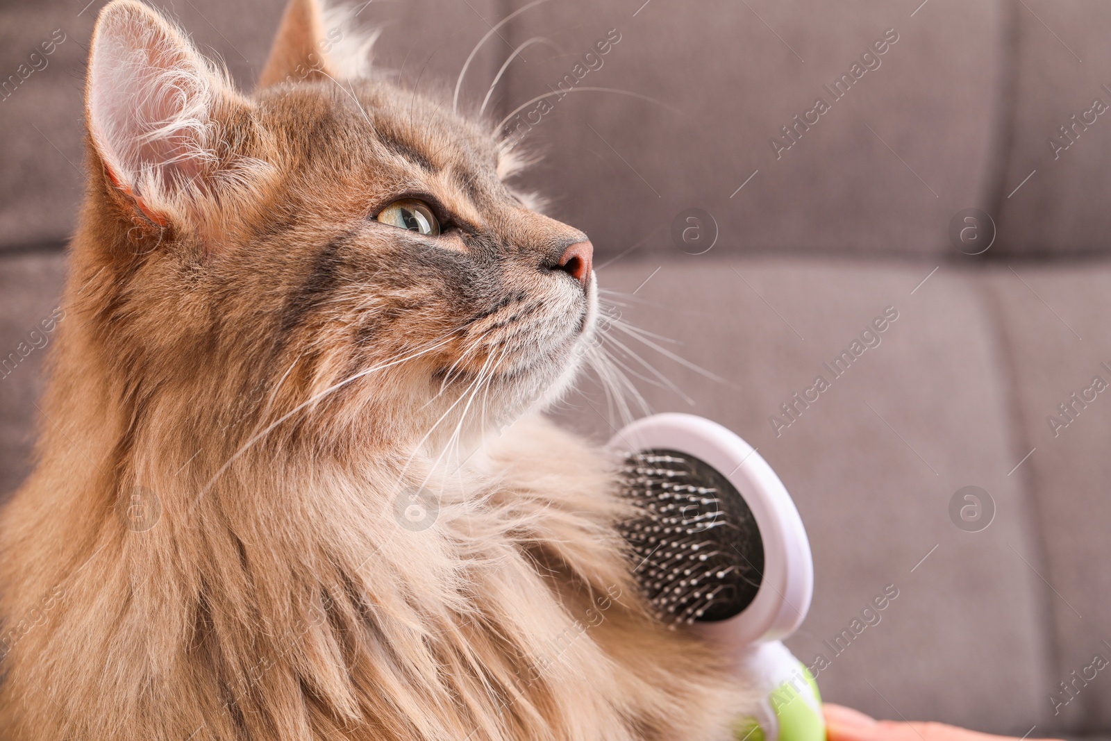 Photo of Woman brushing her cat on sofa indoors, closeup