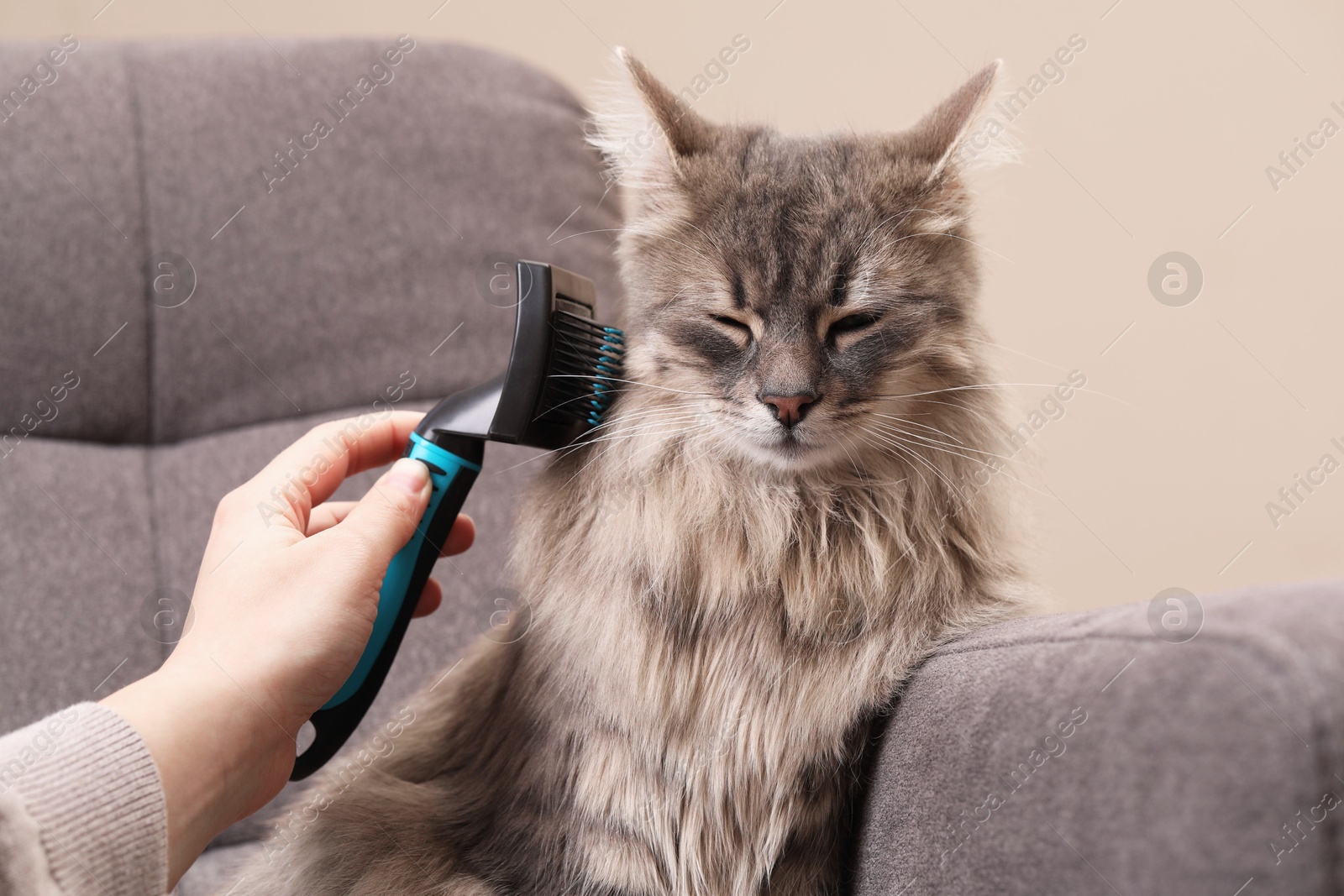 Photo of Woman brushing her cat on sofa indoors, closeup