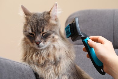 Photo of Woman brushing her cat on sofa indoors, closeup