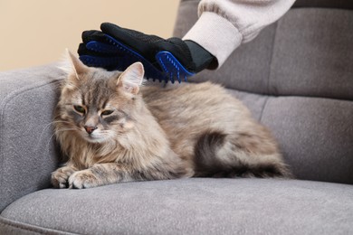 Photo of Woman brushing her cat with grooming glove on sofa indoors, closeup