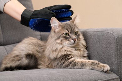 Photo of Woman brushing her cat with grooming glove on sofa indoors, closeup