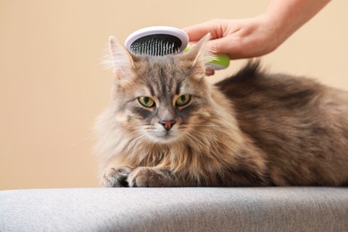 Photo of Woman brushing her cat on bench against beige background, closeup