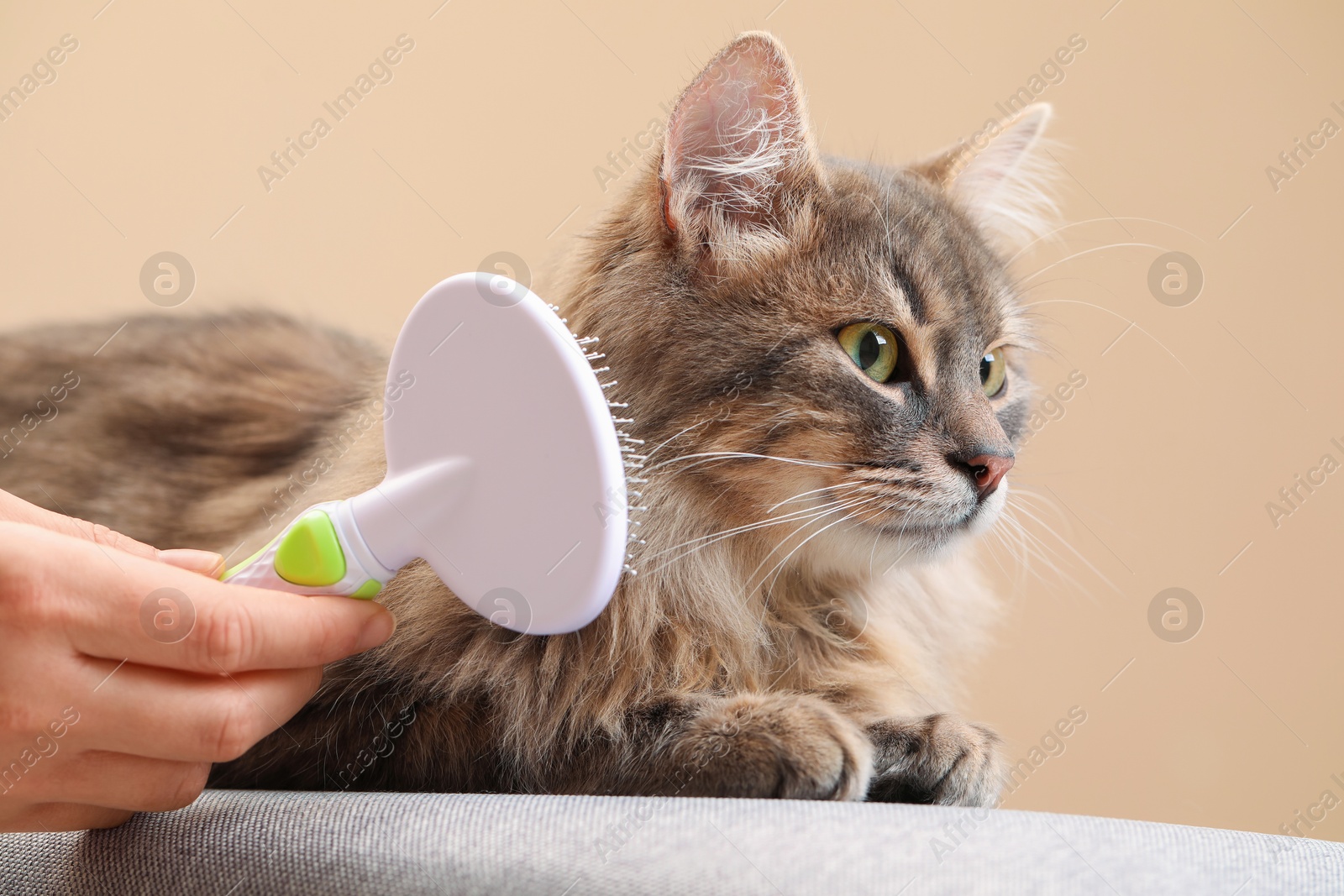 Photo of Woman brushing her cat on bench against beige background, closeup