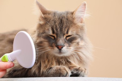 Photo of Woman brushing her cat on bench against beige background, closeup