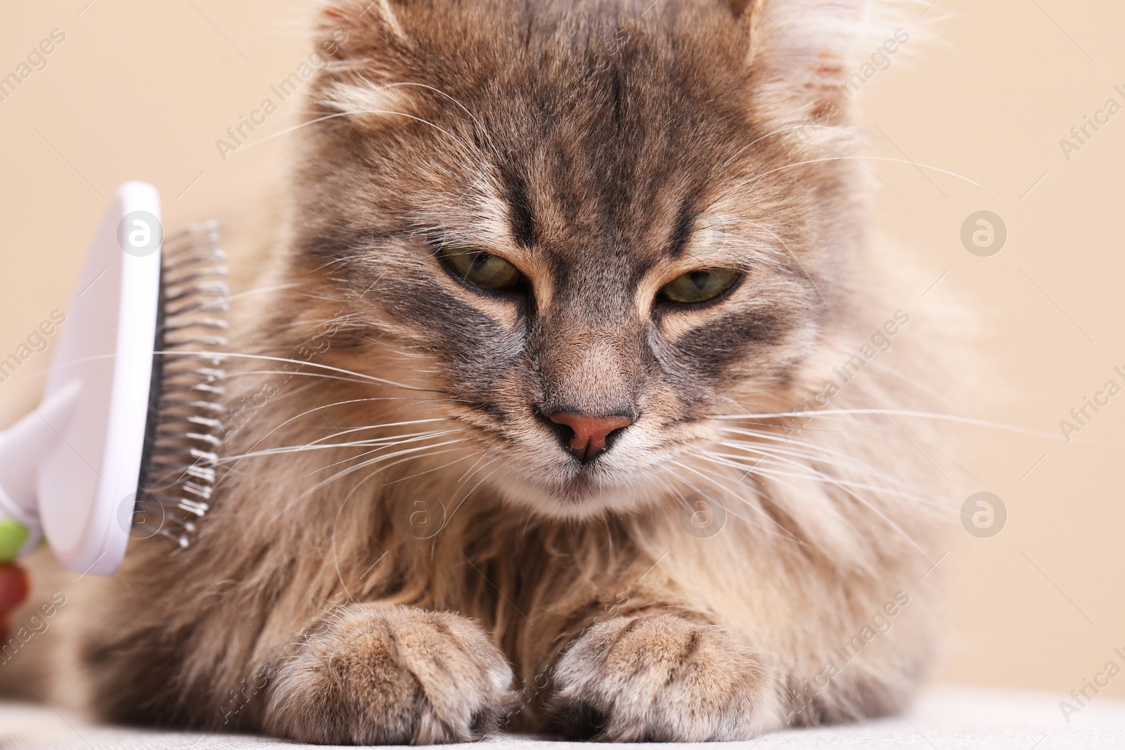 Photo of Woman brushing her cat on bench against beige background, closeup