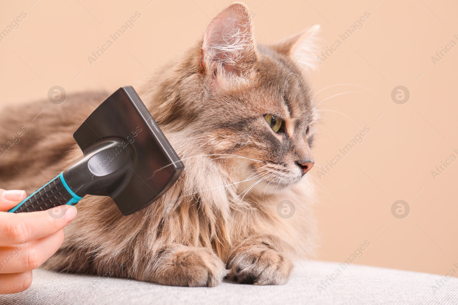 Photo of Woman brushing her cat on bench against beige background, closeup