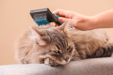 Photo of Woman brushing her cat on bench against beige background, closeup