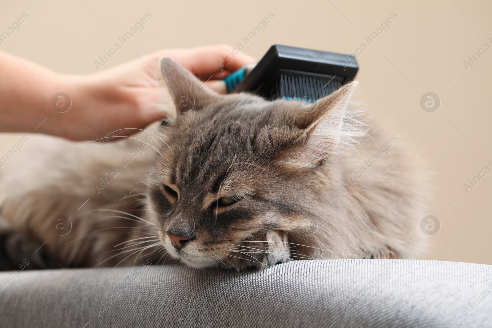 Photo of Woman brushing her cat on bench against beige background, closeup