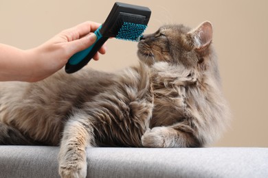 Photo of Woman brushing her cat on bench against beige background, closeup