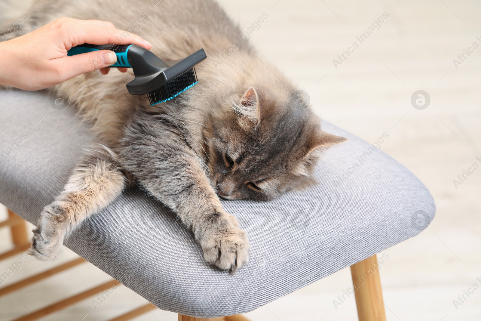 Photo of Woman brushing her cat on bench indoors, closeup