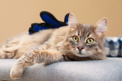 Photo of Woman brushing her cat with grooming glove on bench against beige background, closeup