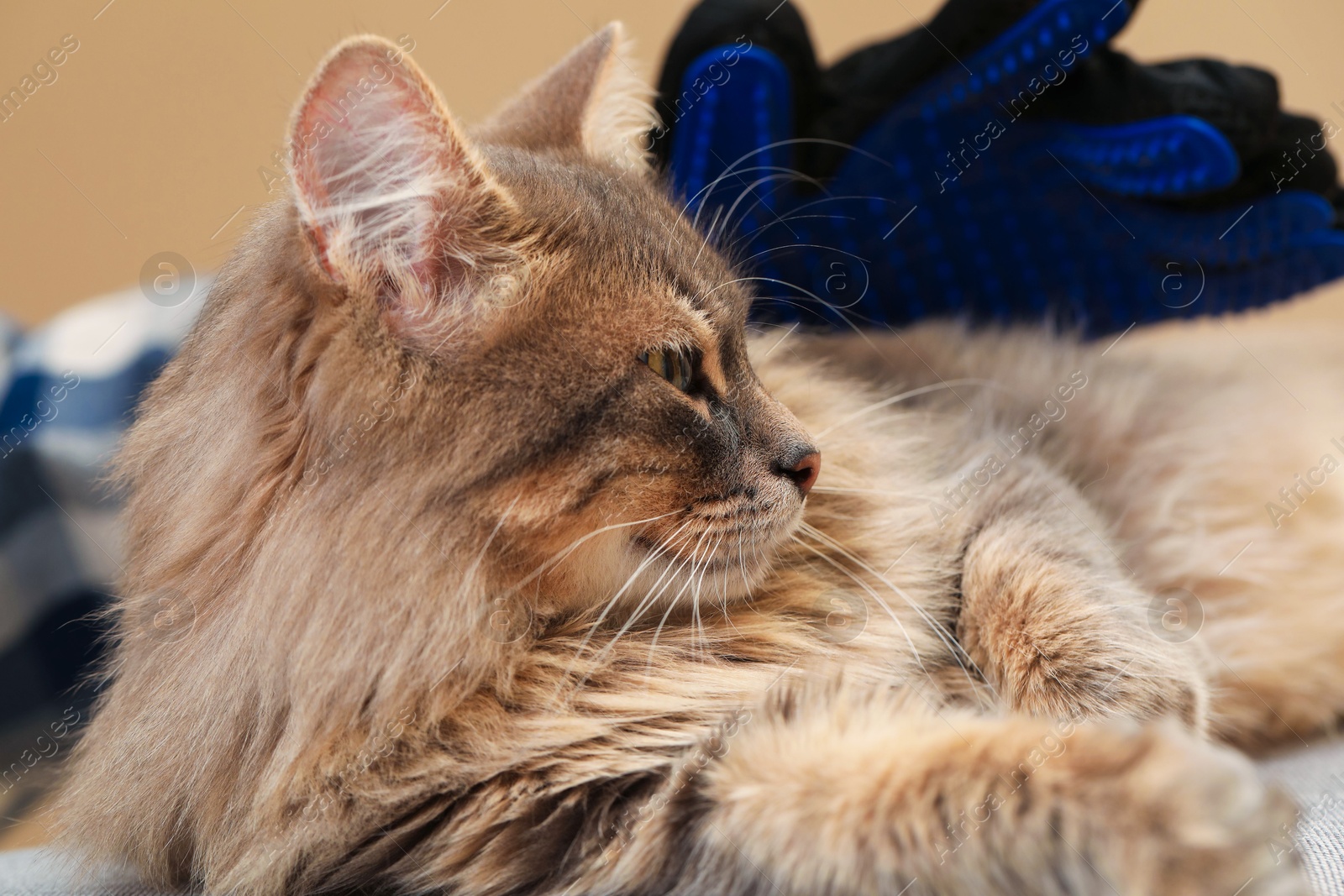 Photo of Woman brushing her cat with grooming glove on beige background, closeup