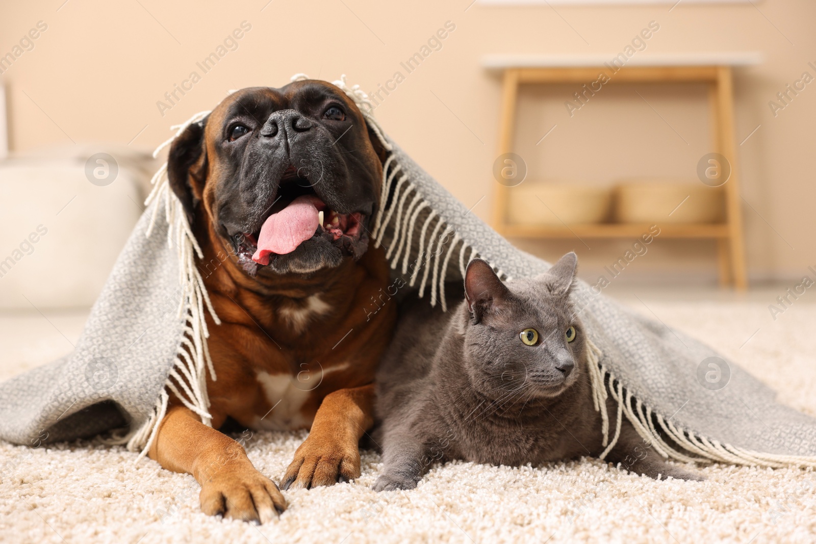 Photo of Cute dog and cat under blanket lying on floor at home