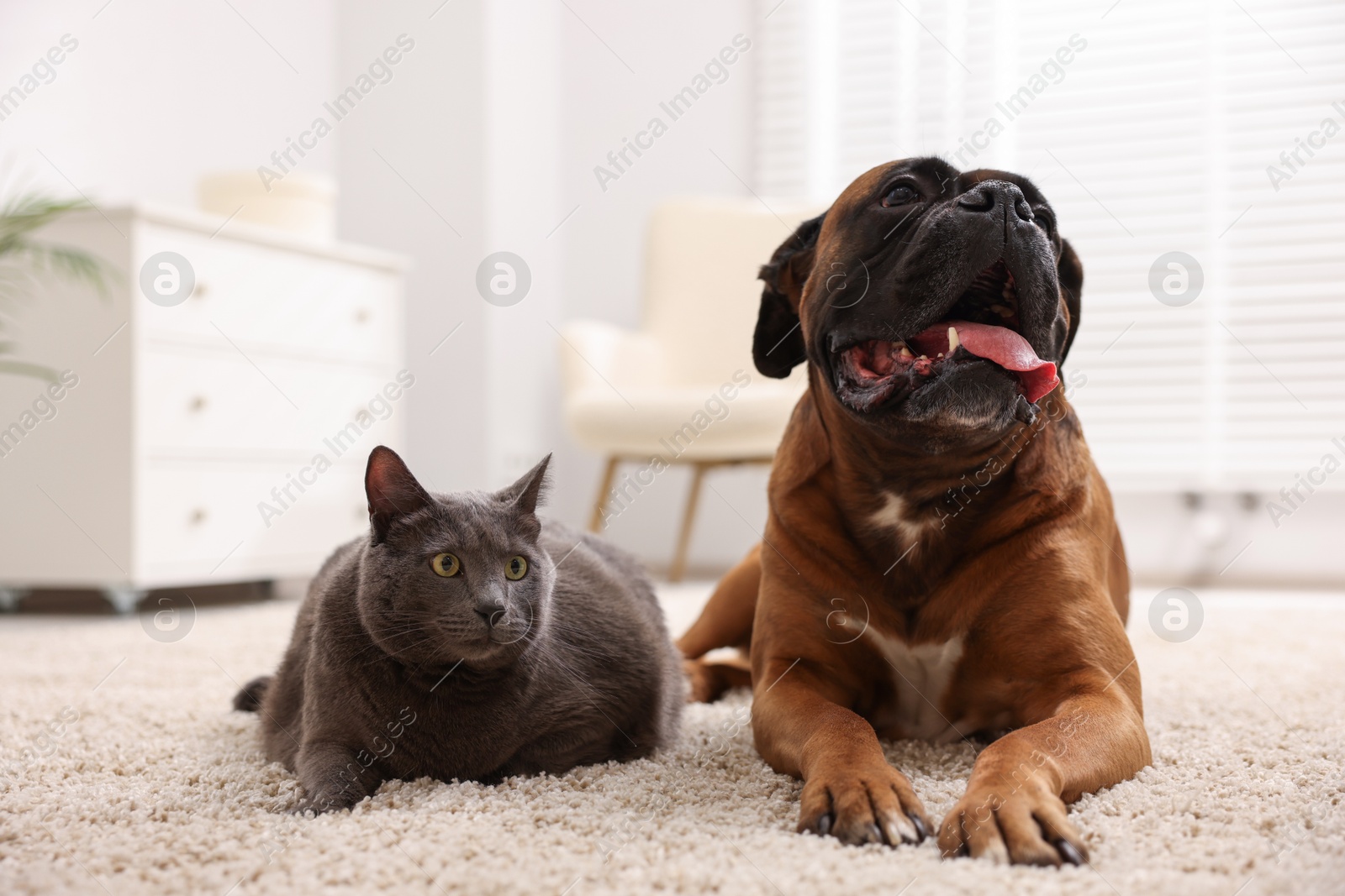 Photo of Cute dog and cat lying on floor at home