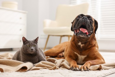 Photo of Cute dog and cat lying on floor at home