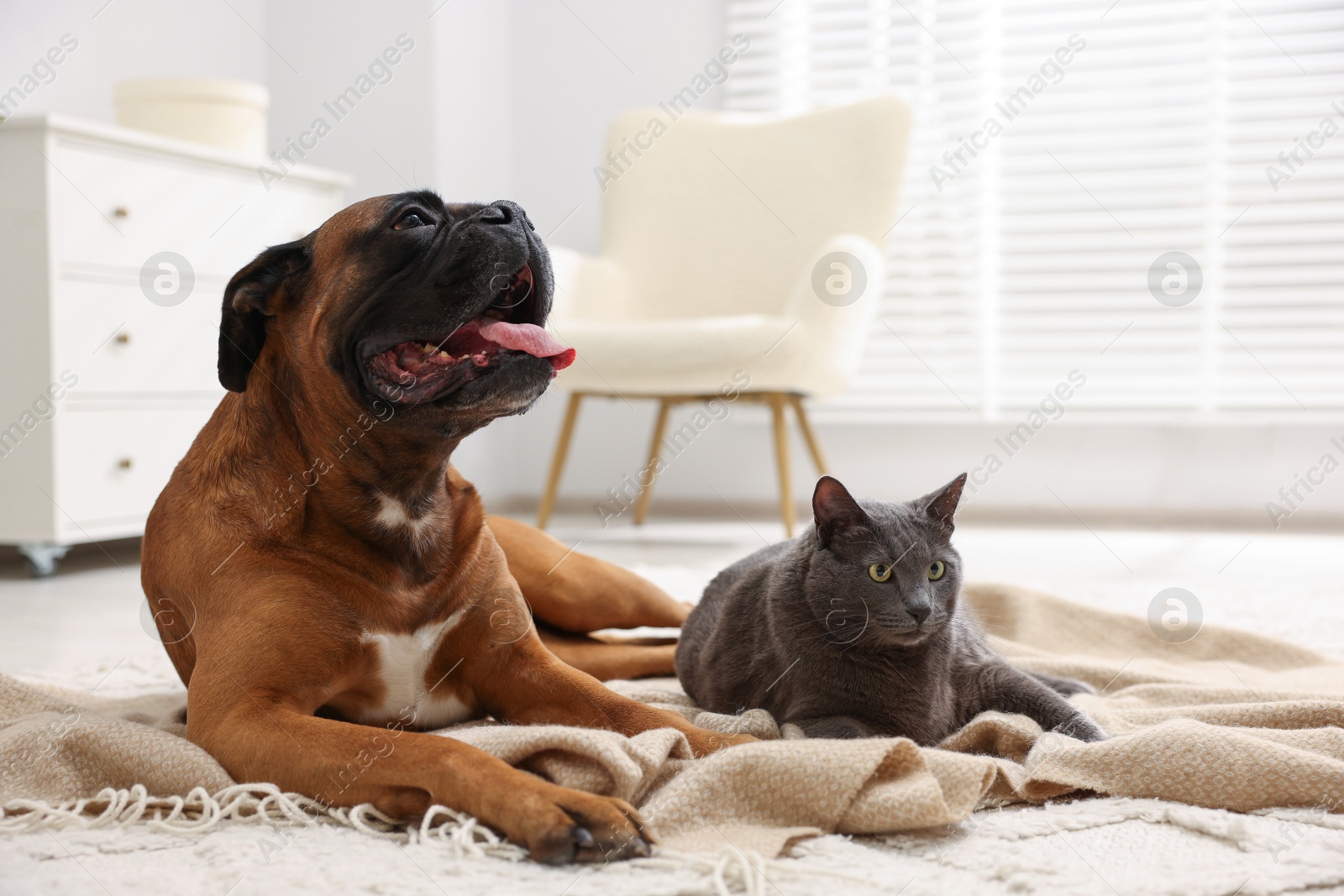 Photo of Cute dog and cat lying on floor at home