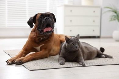 Photo of Cute dog and cat lying on floor at home