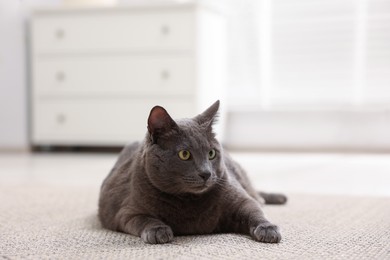 Photo of Cute grey cat lying on floor at home