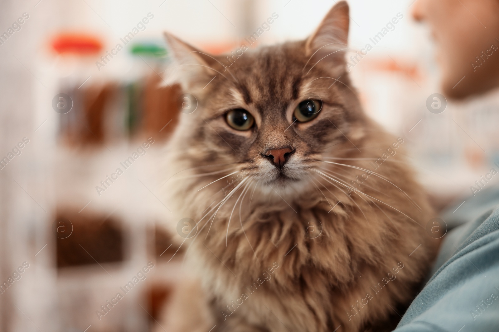 Photo of Woman with her cute cat in pet shop, closeup