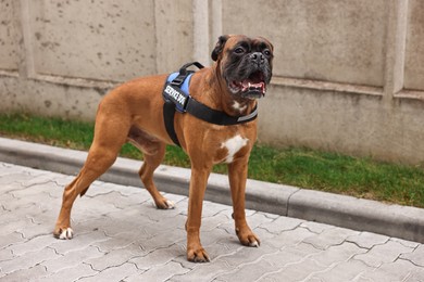 Photo of Cute service dog in vest on city street