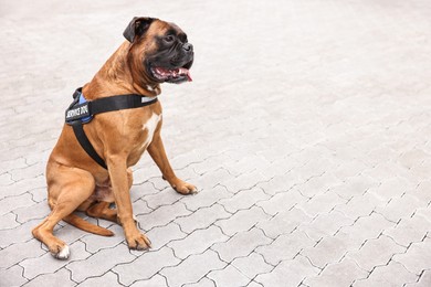 Photo of Cute service dog in vest sitting on pavement outdoors. Space for text