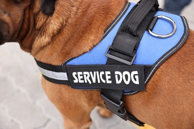 Photo of Service dog in vest on city street, closeup