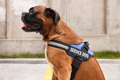 Photo of Cute service dog in vest on city street