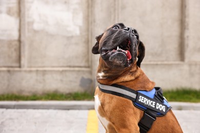 Photo of Cute service dog in vest on city street. Space for text