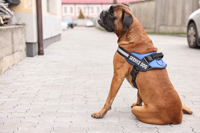 Photo of Cute service dog in vest sitting on city street. Space for text