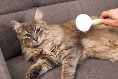 Photo of Woman brushing her cat on sofa indoors, closeup