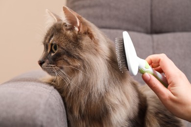 Photo of Woman brushing her cat on sofa indoors, closeup