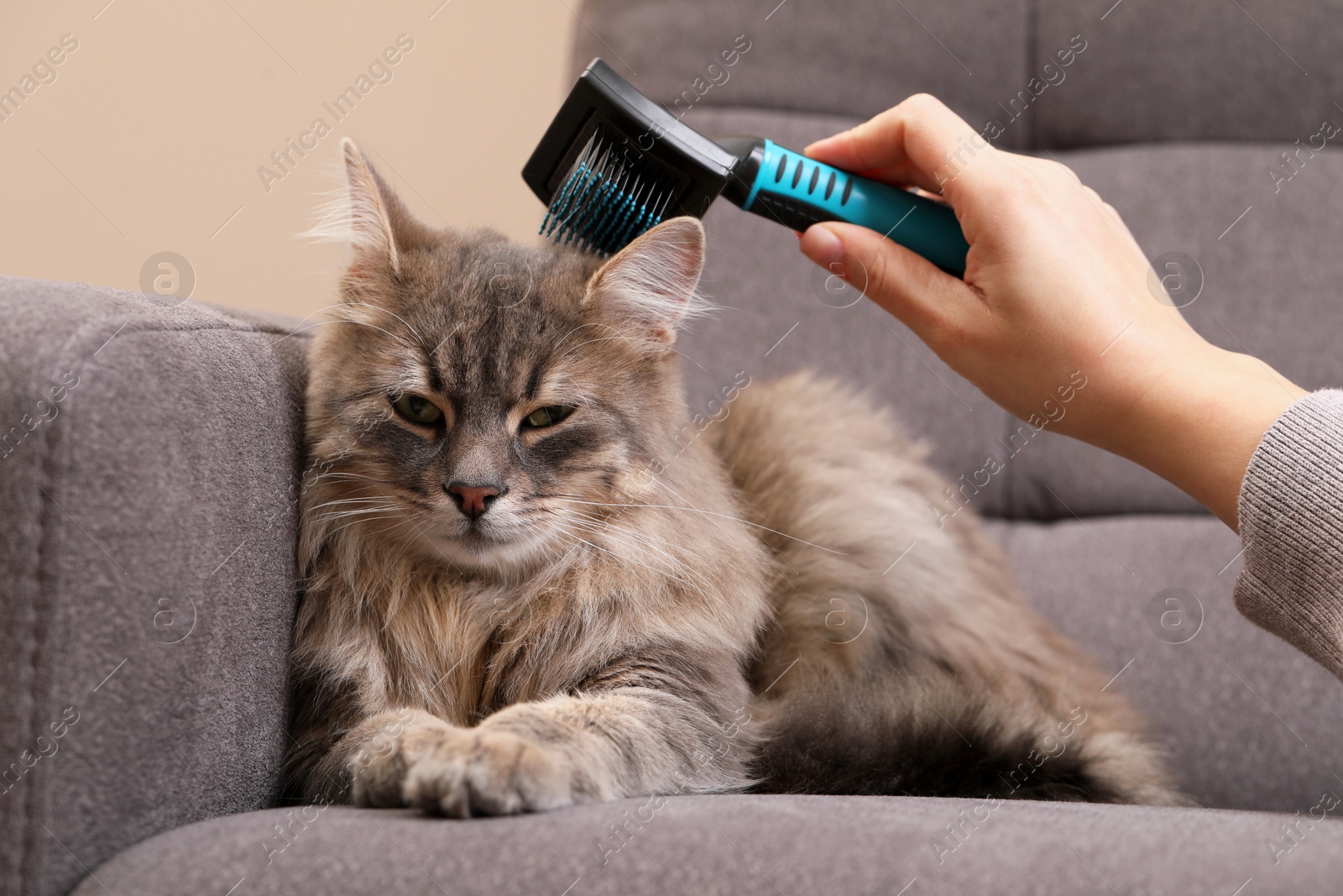 Photo of Woman brushing her cat on sofa indoors, closeup