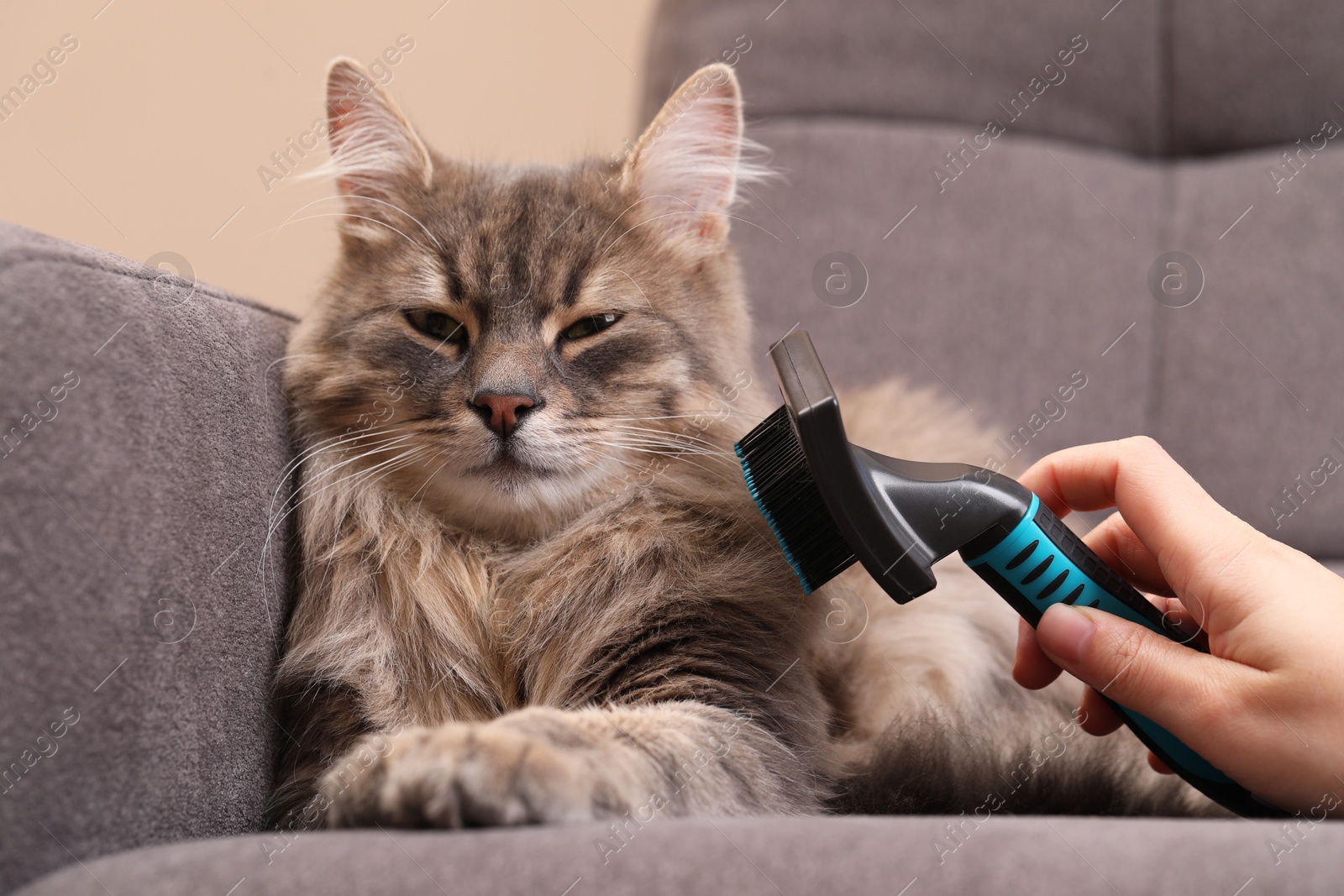 Photo of Woman brushing her cat on sofa indoors, closeup