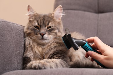 Photo of Woman brushing her cat on sofa indoors, closeup