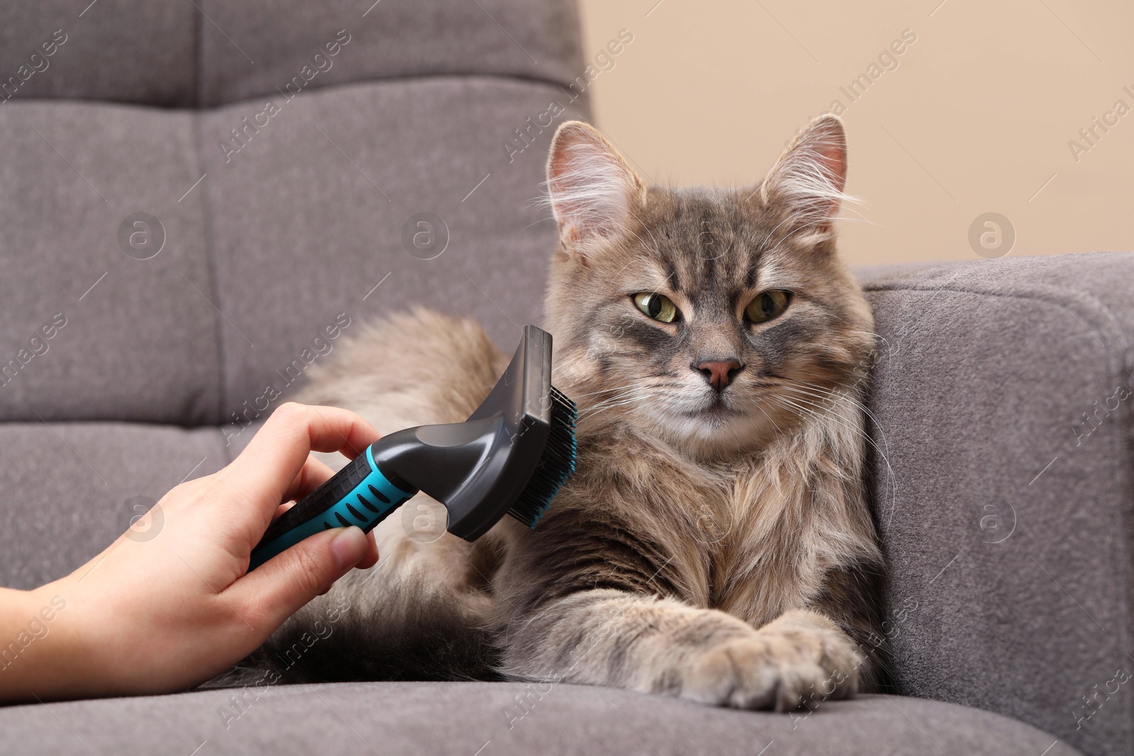 Photo of Woman brushing her cat on sofa indoors, closeup