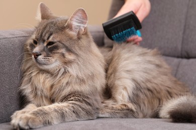 Photo of Woman brushing her cat on sofa indoors, closeup