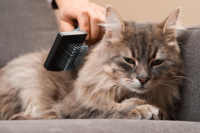 Photo of Woman brushing her cat on sofa indoors, closeup