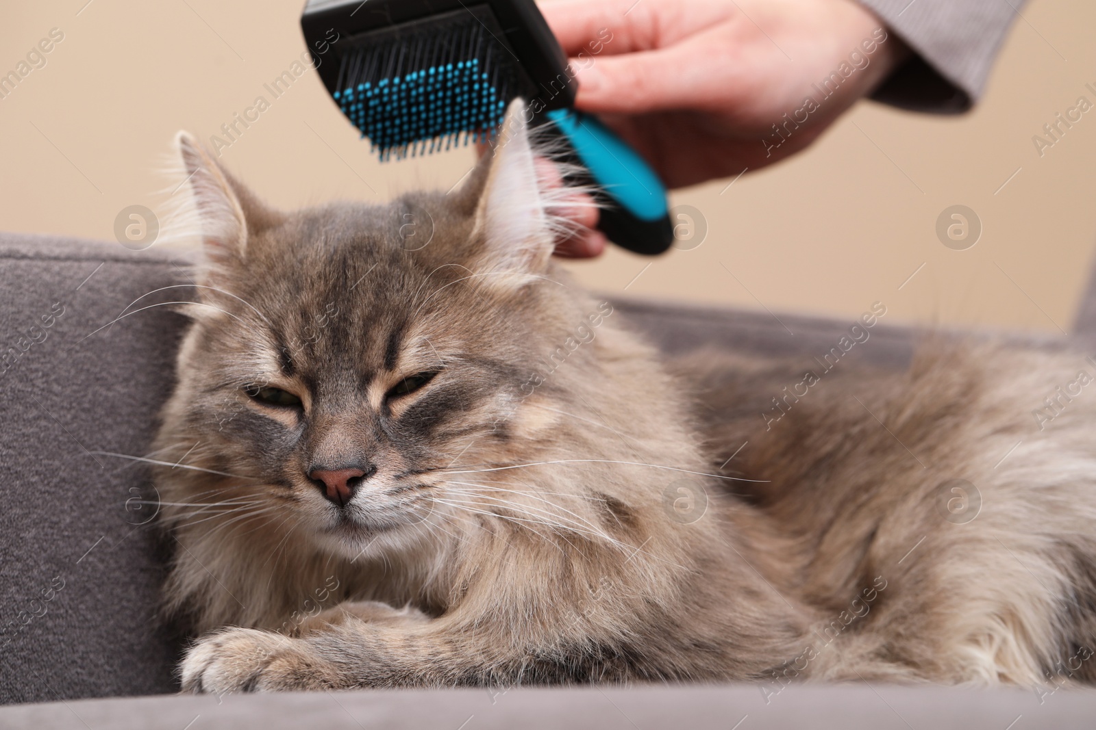 Photo of Woman brushing her cat on sofa indoors, closeup