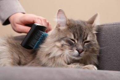 Photo of Woman brushing her cat on sofa indoors, closeup