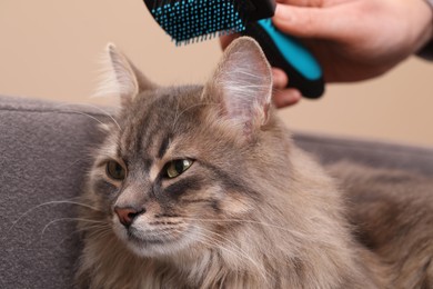 Photo of Woman brushing her cat on sofa indoors, closeup