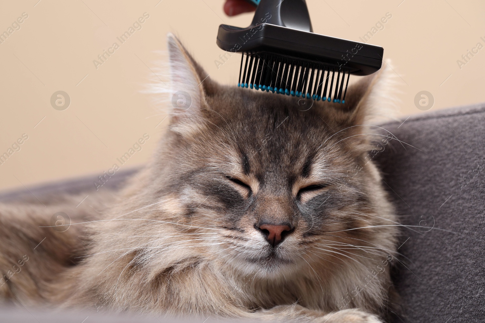 Photo of Woman brushing her cat on sofa indoors, closeup