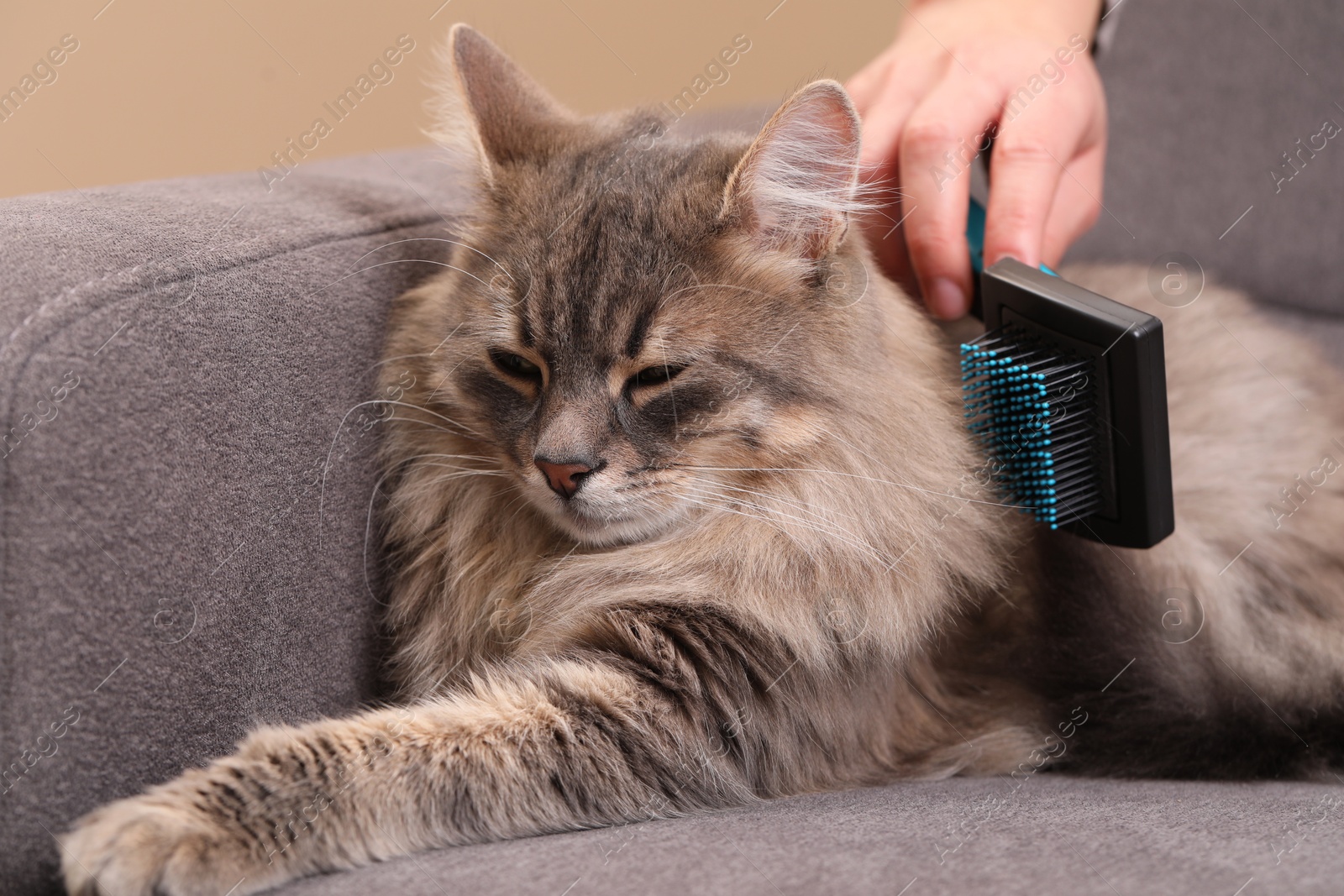 Photo of Woman brushing her cat on sofa indoors, closeup