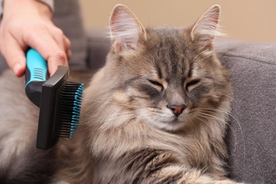 Photo of Woman brushing her cat on sofa indoors, closeup