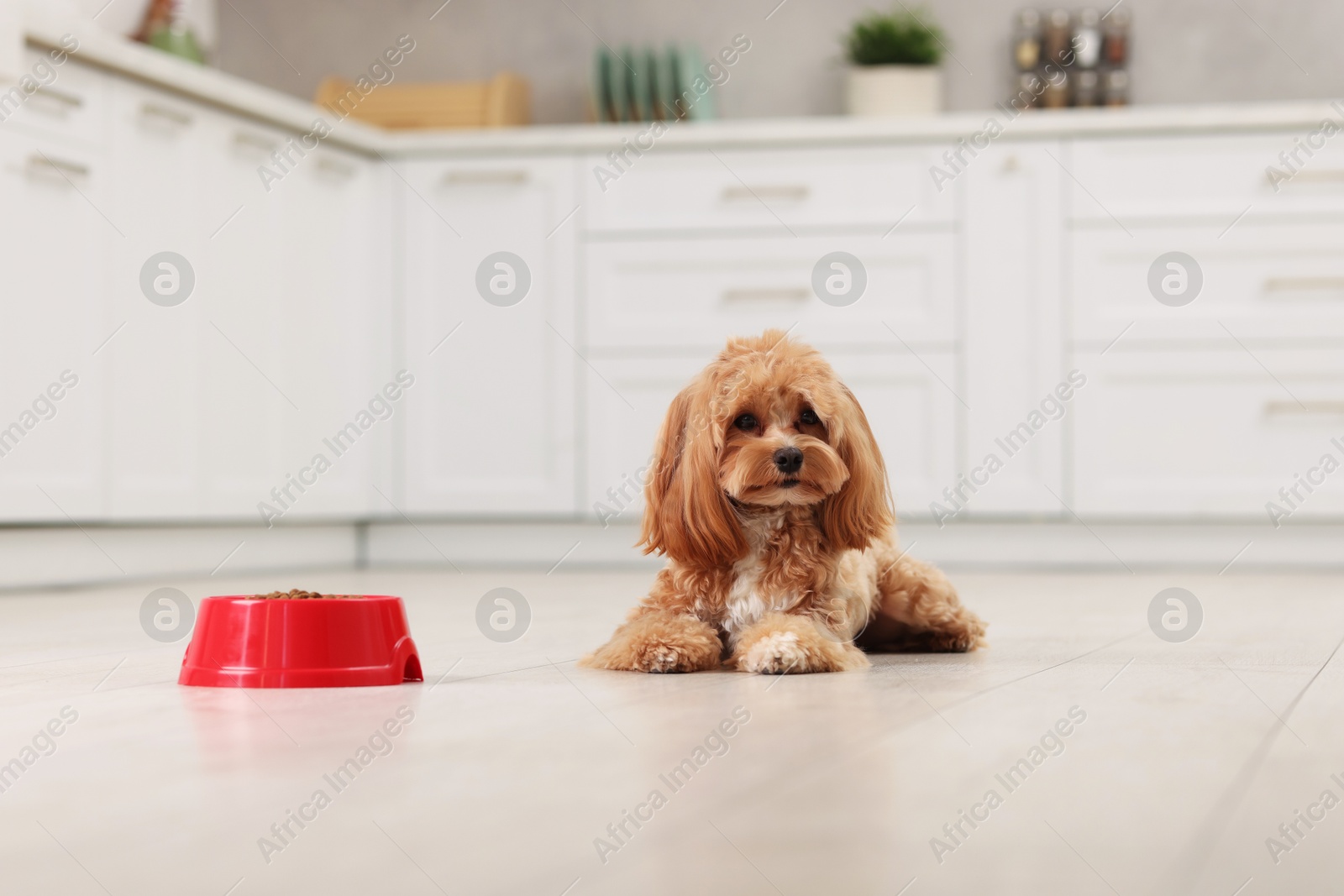 Photo of Feeding bowl with dry pet food and cute dog on floor at home