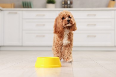 Photo of Cute dog waiting for pet food near feeding bowl at home