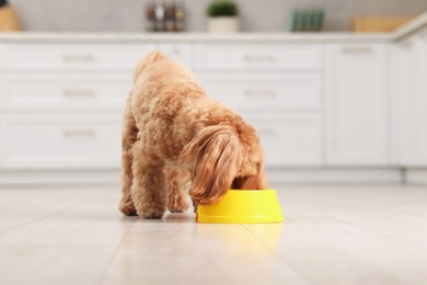 Photo of Cute dog eating pet food from feeding bowl at home