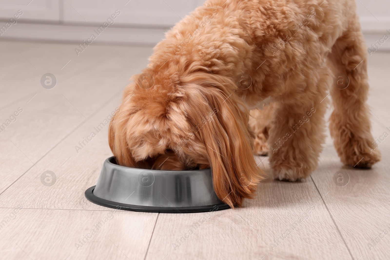 Photo of Cute dog eating pet food from feeding bowl at home, closeup